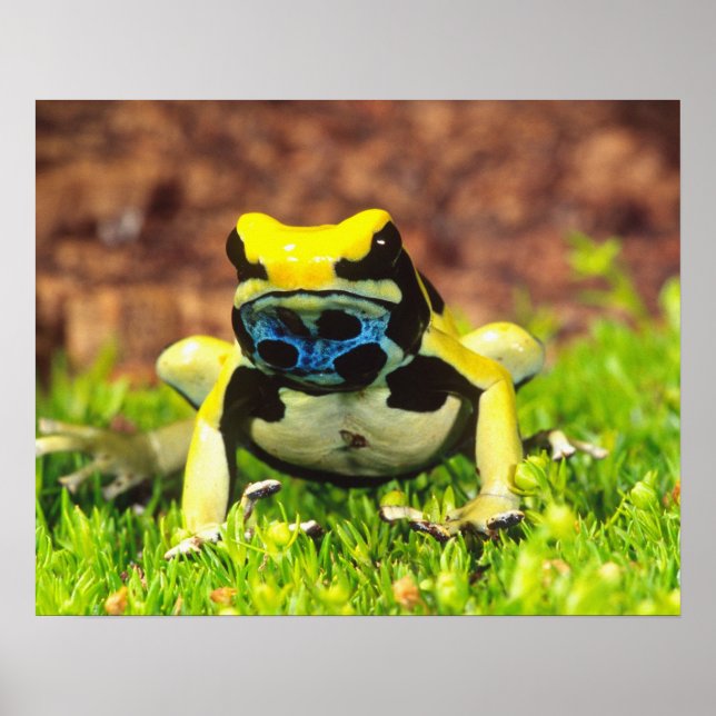 Dyeing Poison Frog, Dendrobates tinctorius, Poster (Framsidan)