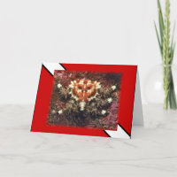 Dyka Heart Crab - kort