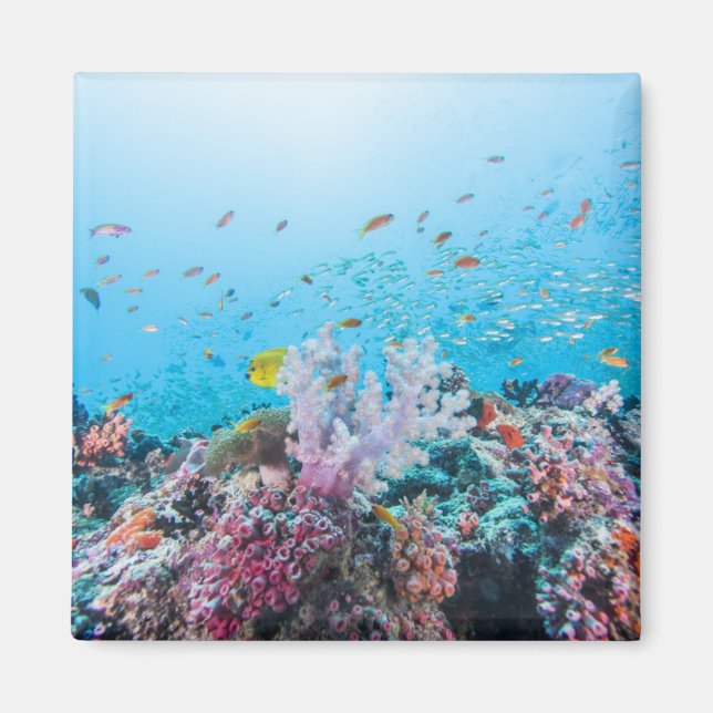 Dyka med färgad rev och korall magnet (Framsidan)