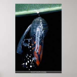 Dyka upp för monarkfjäril poster
