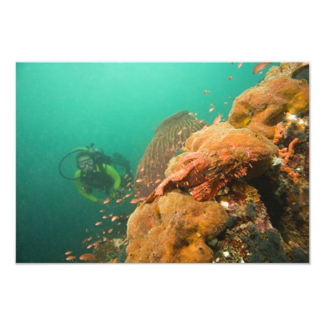 dykande dykare & Skorpionfisk Scorpanopsis Fototryck (Framsidan)