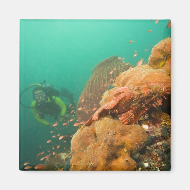 dykande dykare & Skorpionfisk Scorpanopsis Magnet (Framsidan)