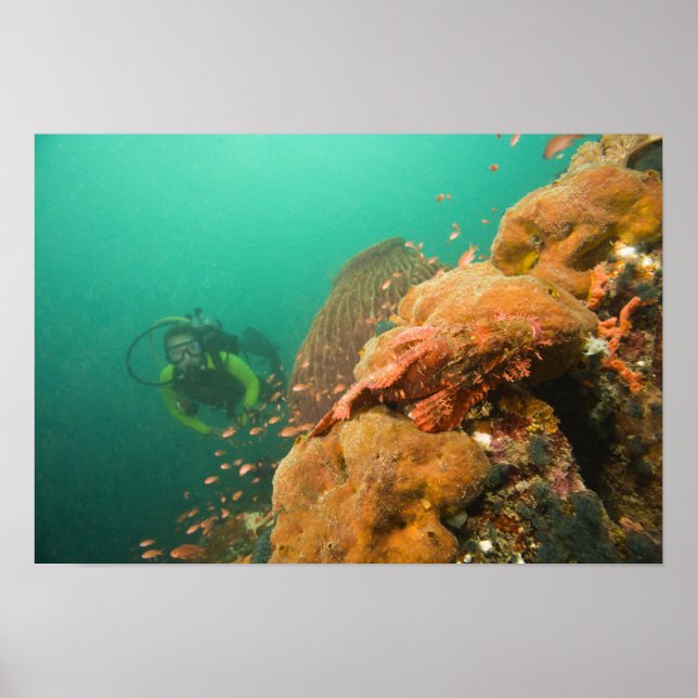 dykande dykare & Skorpionfisk Scorpanopsis Poster (Framsidan)