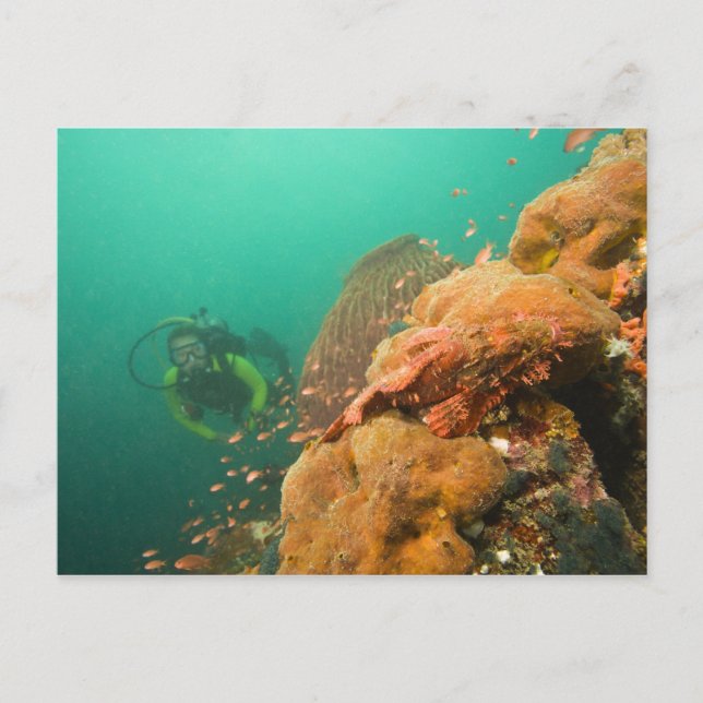 dykande dykare & Skorpionfisk Scorpanopsis Vykort (Framsida)