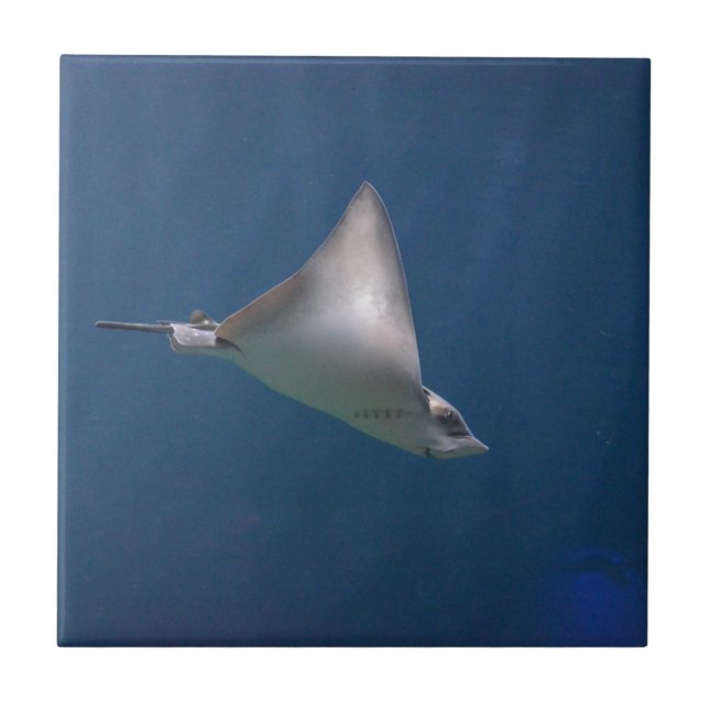 DykningStingray Kakelplatta (Framsidan)