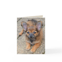 Dylan Cute Long Hair Chihuahua Puppy Birthday Card