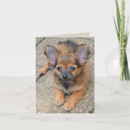 Dylan Cute Long Hair Chihuahua Puppy Birthday Card Kort