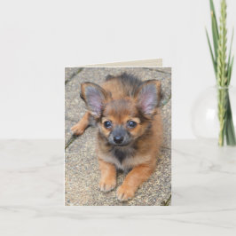 Dylan Cute Long Hair Chihuahua Puppy Birthday Card Kort
