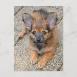 Dylan Cute Long Hair Chihuahua Puppy Vykort