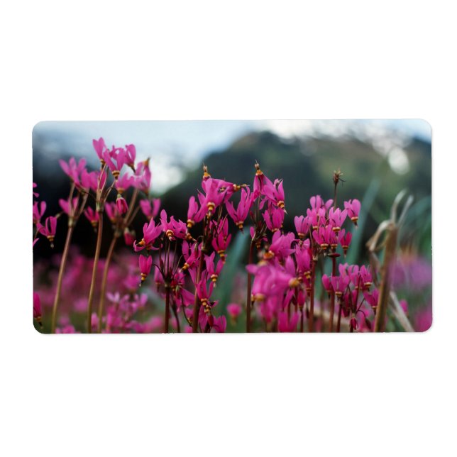 Dynamiska tagningsstjärnor fraktsedel (Framsidan)