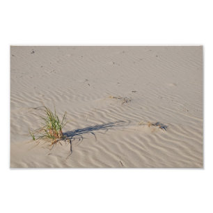 Dyngräs på stranden fototryck