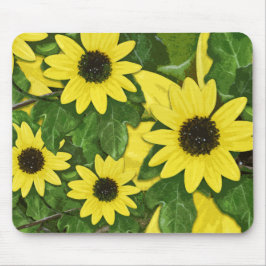 Dynsolrosmusen vadderar musmatta