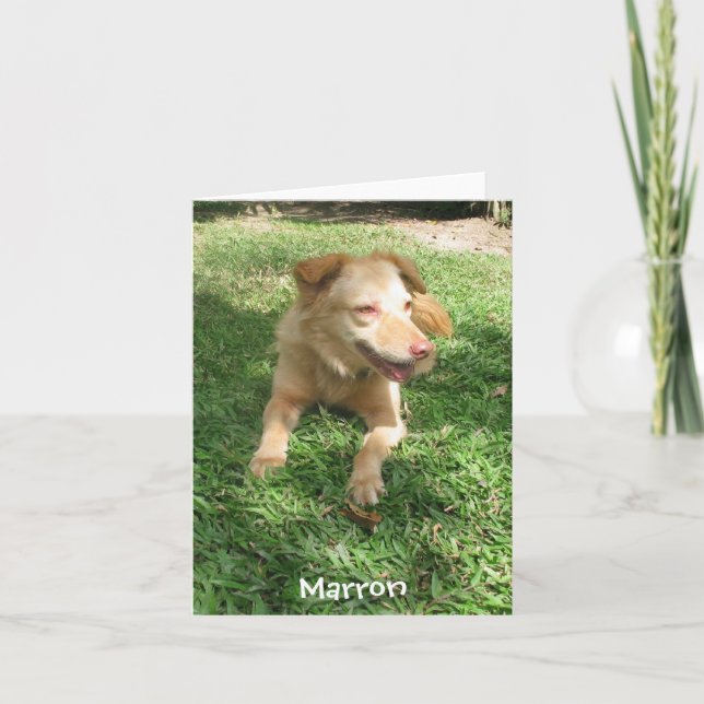 Dyrbar hundserie:  Marron Kort (Framsida)