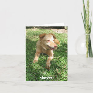 Dyrbar hundserie: Marron Kort