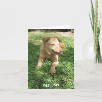 Dyrbar hundserie: Marron Kort