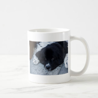 Dyrbara Landseer Newfoundland gåvor Kaffemugg
