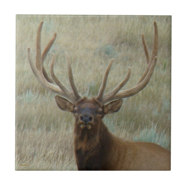 E10 Bull Elk i Velvet Head Shot Kakelplatta (Framsidan)