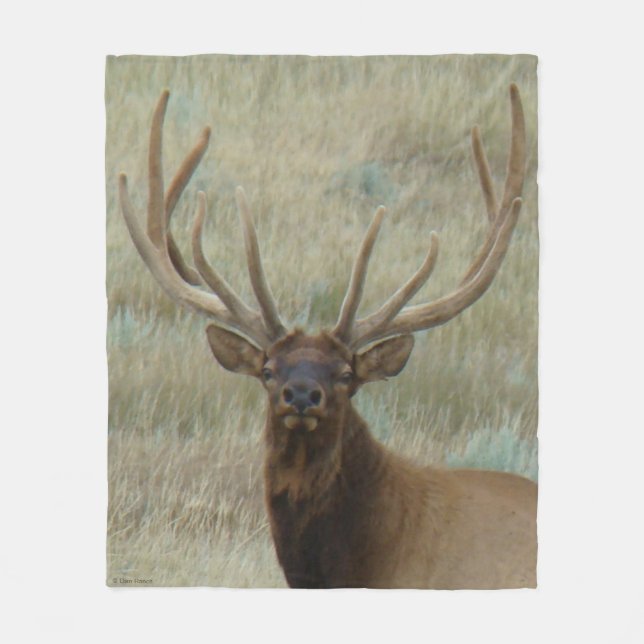 E10 Bull Elk in Velvet Head Shot Fleecefilt (Framsidan)