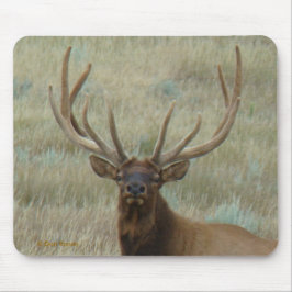 E10 Bull Elk in Velvet Head Shot Musmatta