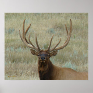 E10 Bull Elk in Velvet Head Shot Poster