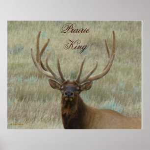 E10 Bull Elk in Velvet Head Shot Poster