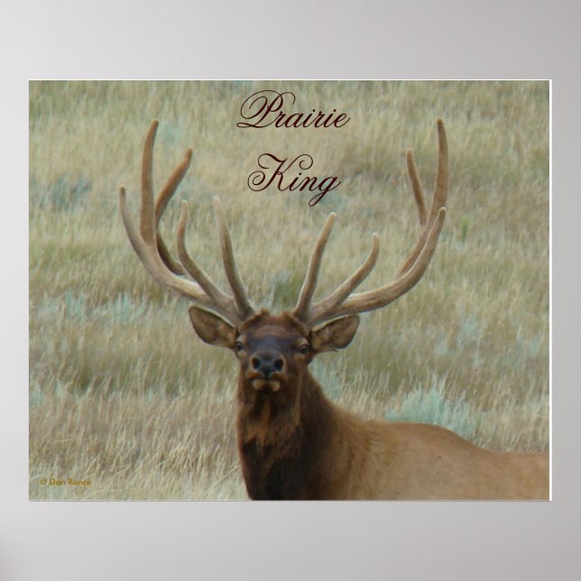 E10 Bull Elk in Velvet Head Shot Poster (Framsidan)
