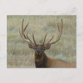E10 Bull Elk in Velvet Head Shot Vykort
