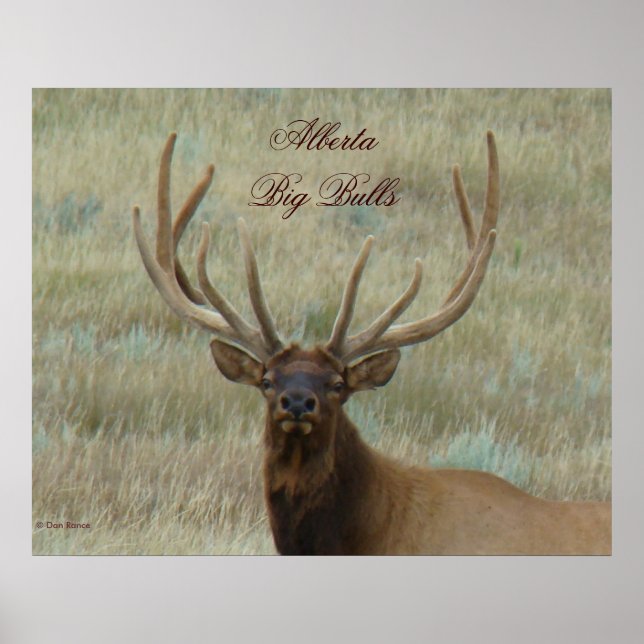 E10 Bull Elk in Velvet Poster (Framsidan)