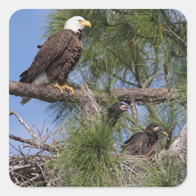 E10- och E11-fästen Fyrkantigt Klistermärke (Framsida)