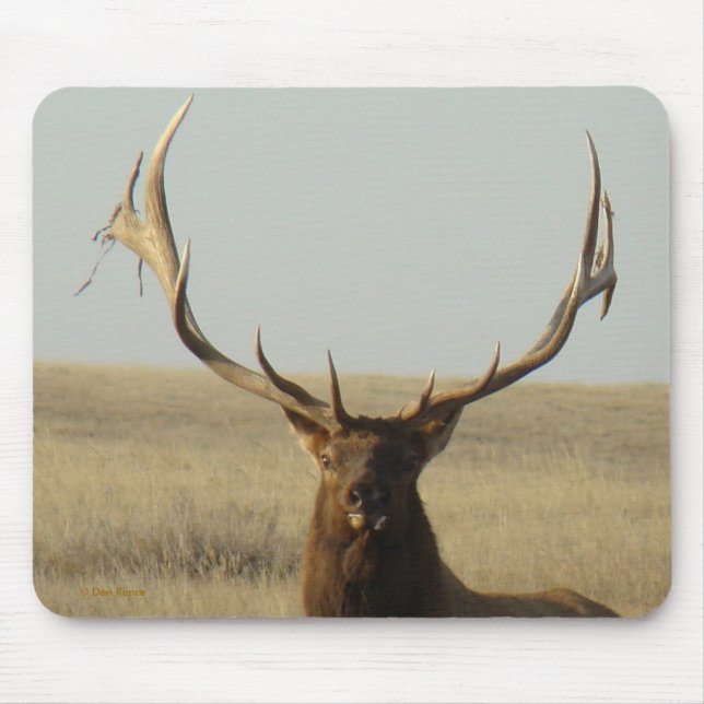 E13 Bull Elk Grass in Horns Head Shot Musmatta (Framsidan)