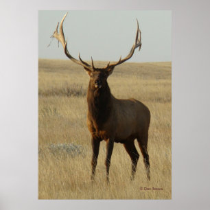 E13 Bull Elk Grass in Horns Poster