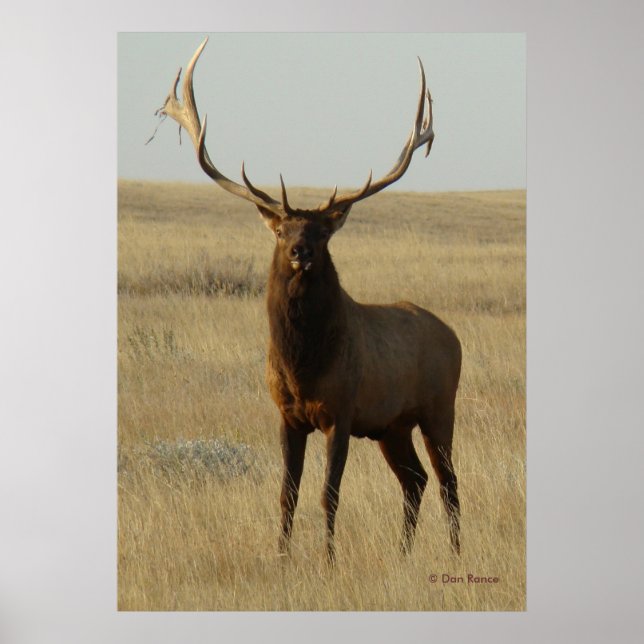 E13 Bull Elk Grass in Horns Poster (Framsidan)