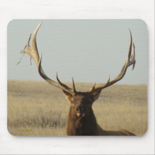 E13 Wapiti Gräs i Horns Head Shot Musmatta