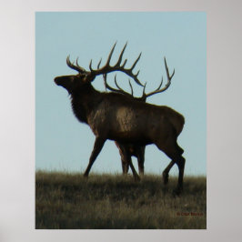 E14 Bull Elk Silhouette Horns på Horisont Poster