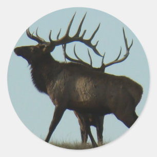 E14 Bull Elk Silhouette Runt Klistermärke