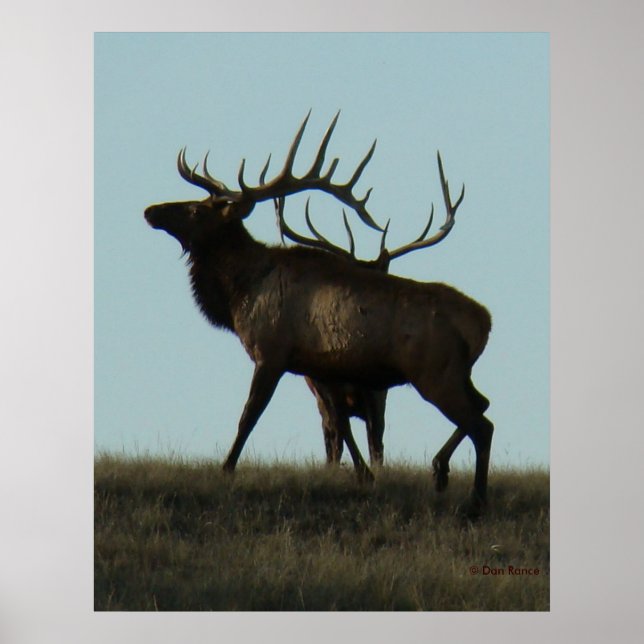 E14 Siluett av tjurälg Horn vid horisonten Poster (Framsidan)
