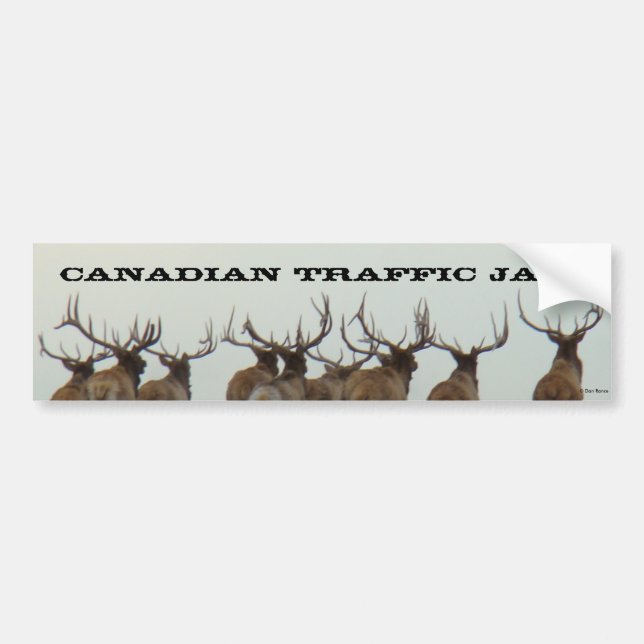 E17 Bull Elk Running Bildekal (Framsidan)