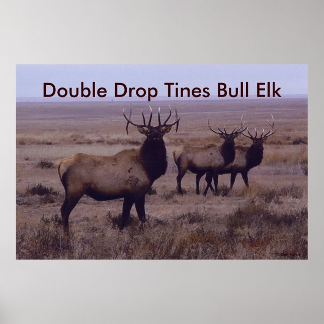 E19 Nedfällda Dubblor för Bull Elk Poster (Framsidan)