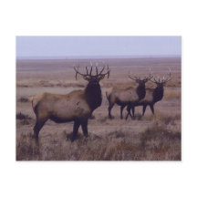 E19 Nedfällda Dubblor för Bull Elk