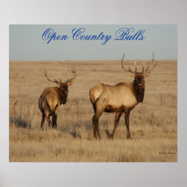 E1 Bull Elk Open Land Bulls Poster