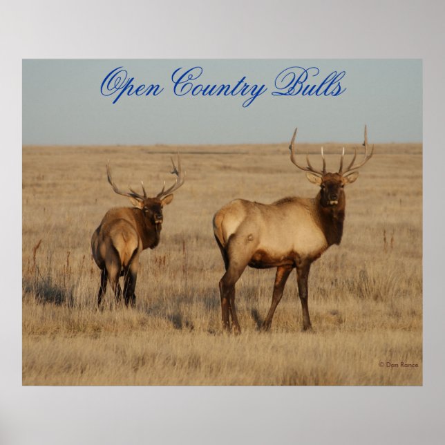 E1 Bull Elk Open Land Bulls Poster (Framsidan)
