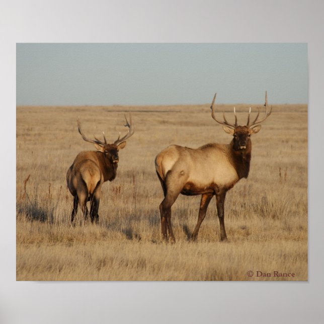 E1 Bull Elk Young Bulls Poster (Framsidan)