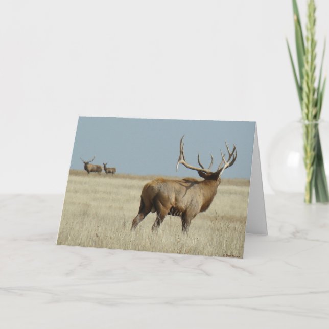 E20 Bull Elk Challenger Kort (Framsida)