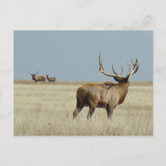 E20 Bull Elk Challenger Vykort (Framsida)