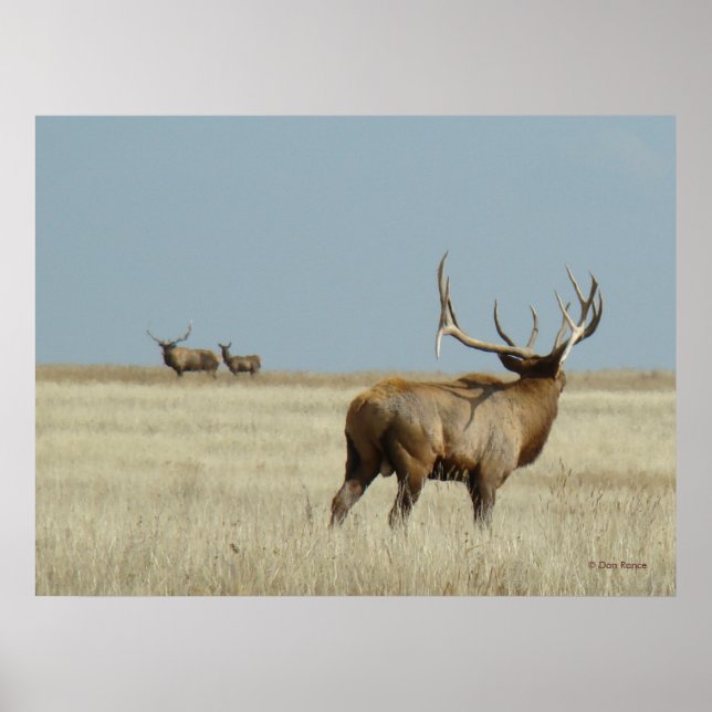 E20 Wapititjur utmanare Poster (Framsidan)