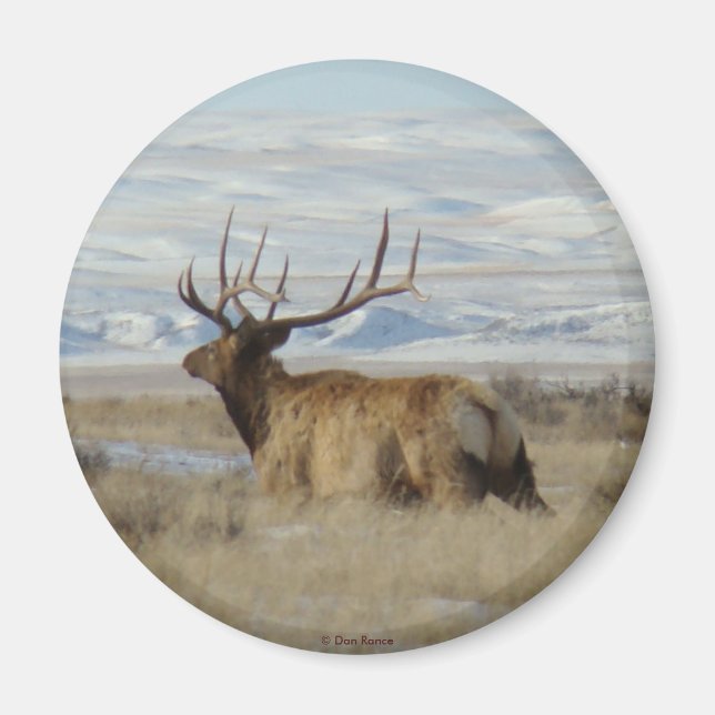 E22 Bull Elk och Snowy Backe Magnet (Framsidan)