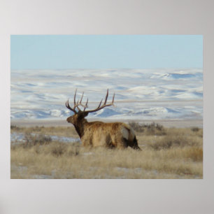 E22 Tjur Älg Snöiga kullar Poster