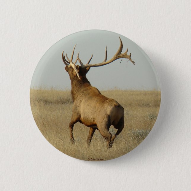 E23 Bull Elk Grass in Horns Knapp (Framsida)