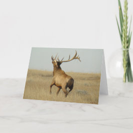 E23 Bull Elk Grass in Horns Kort