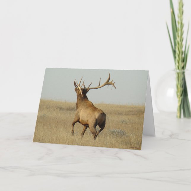 E23 Bull Elk Grass in Horns Kort (Framsida)